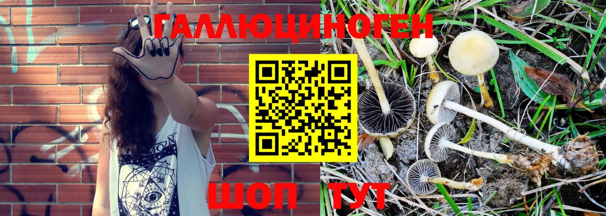 Великий Устюг  Галлюциногенные грибы Psilocybe  Вход с VPN 